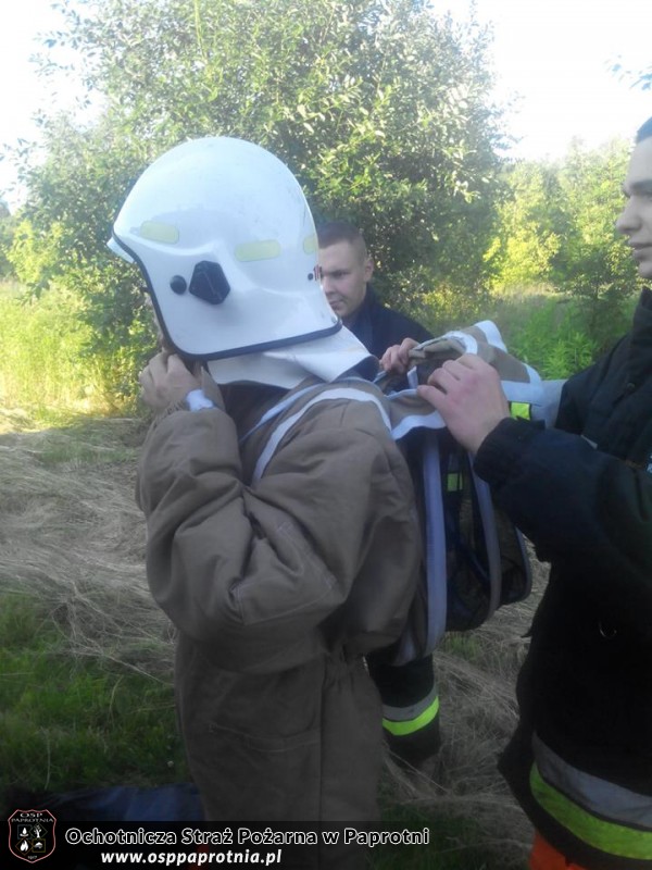 Osy w Paprotni