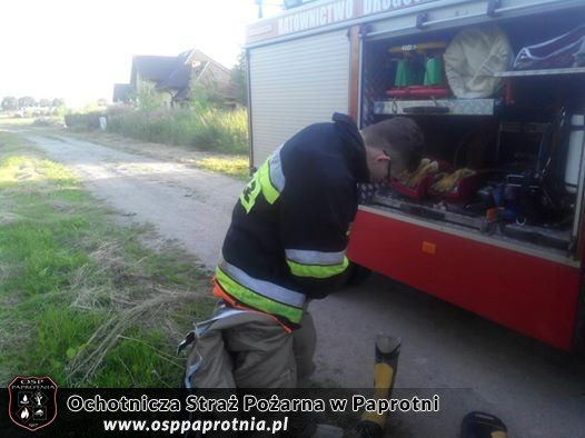 Osy w Paprotni